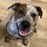 Entry image for Frank