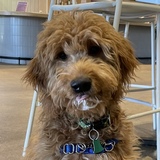 Entry image for Goose