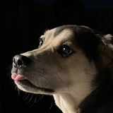 Entry image for Penny