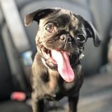 Entry image for Millie