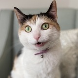 Entry image for Nellie