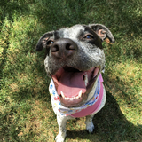 Entry image for Bradie Mae 