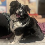 Entry image for Samson