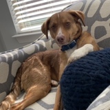 Entry image for Piton