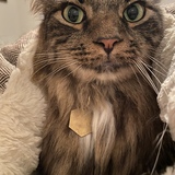 Entry image for Finley the Tripawd