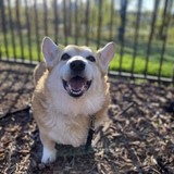 Entry image for Harper