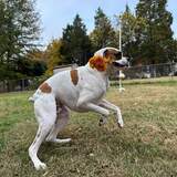 Entry image for Ollie