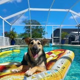 Entry image for Chief