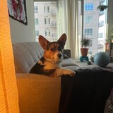 Entry image for Tobi