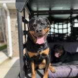 Entry image for Reagan 