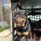 Entry image for Odin