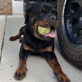 Entry image for Harley Quinn