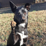 Entry image for Bella