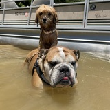 Entry image for Harley Coco and Cletus