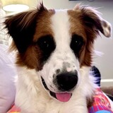 Entry image for Ollie