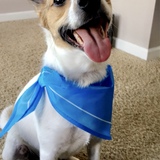 Entry image for Atticus