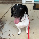 Entry image for Chandler