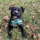 Entry image for Winston