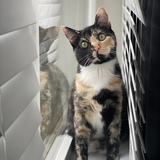 Entry image for Indie