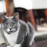 Entry image for Guinness