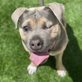 Entry image for Merf