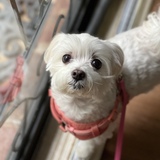 Entry image for Minkie