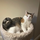 Entry image for Coriander