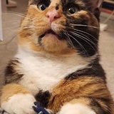 Entry image for Nora Noodle