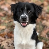 Entry image for Baloo