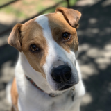 Entry image for Kona