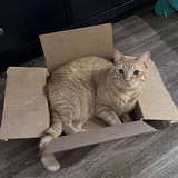 Entry image for Juice