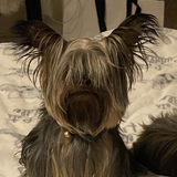 Entry image for Charlie