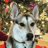 Entry image for T’Challa