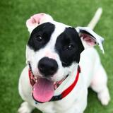 Entry image for Freckles