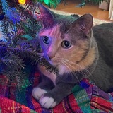 Entry image for Tibi