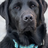 Entry image for Oliver