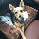 Entry image for Tica