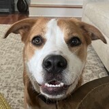 Entry image for Beignet