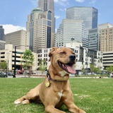 Entry image for Foster