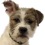 Entry image for Remy