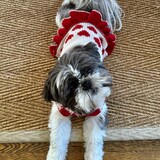 Entry image for Sugar