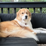 Entry image for Appa