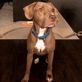 Entry image for Kuechly