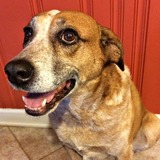 Entry image for Ginger