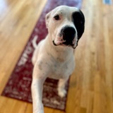 Entry image for (Foxy) Roxy