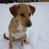 Entry image for Griffin