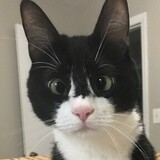 Entry image for Rebo