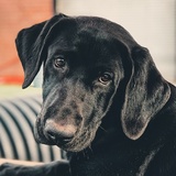 Entry image for Sully