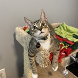 Entry image for Leonardo DiCatprio