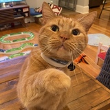 Entry image for Fitz